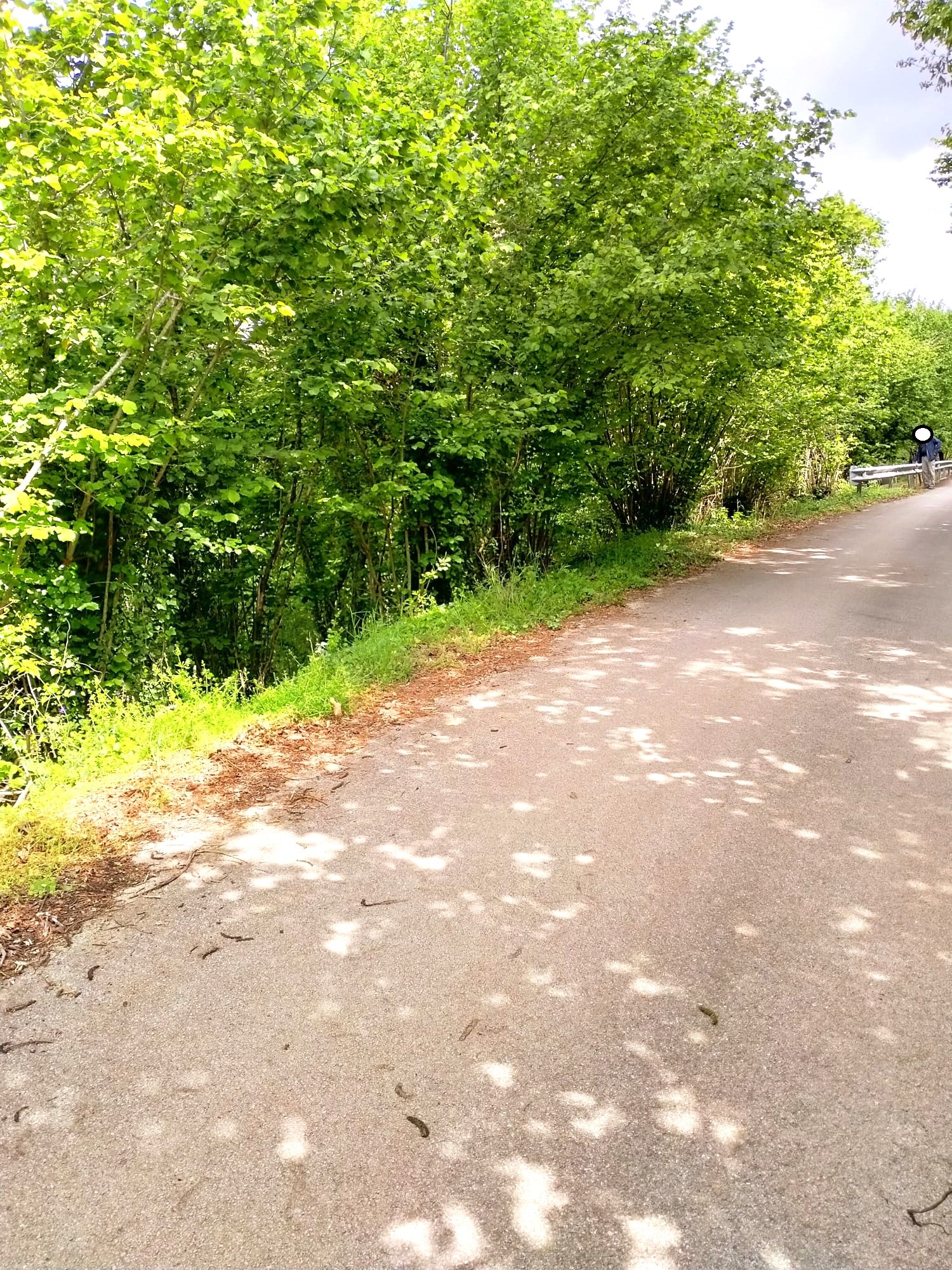 TERRENO AGRICOLO IN AIELLO DEL SABATO -LOCALITA’ COSTE-